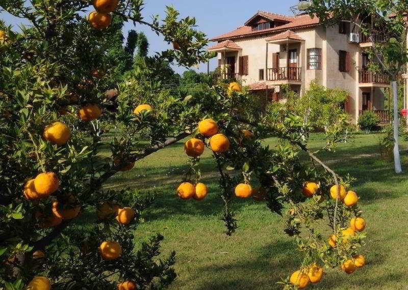 Yonca Fethiye