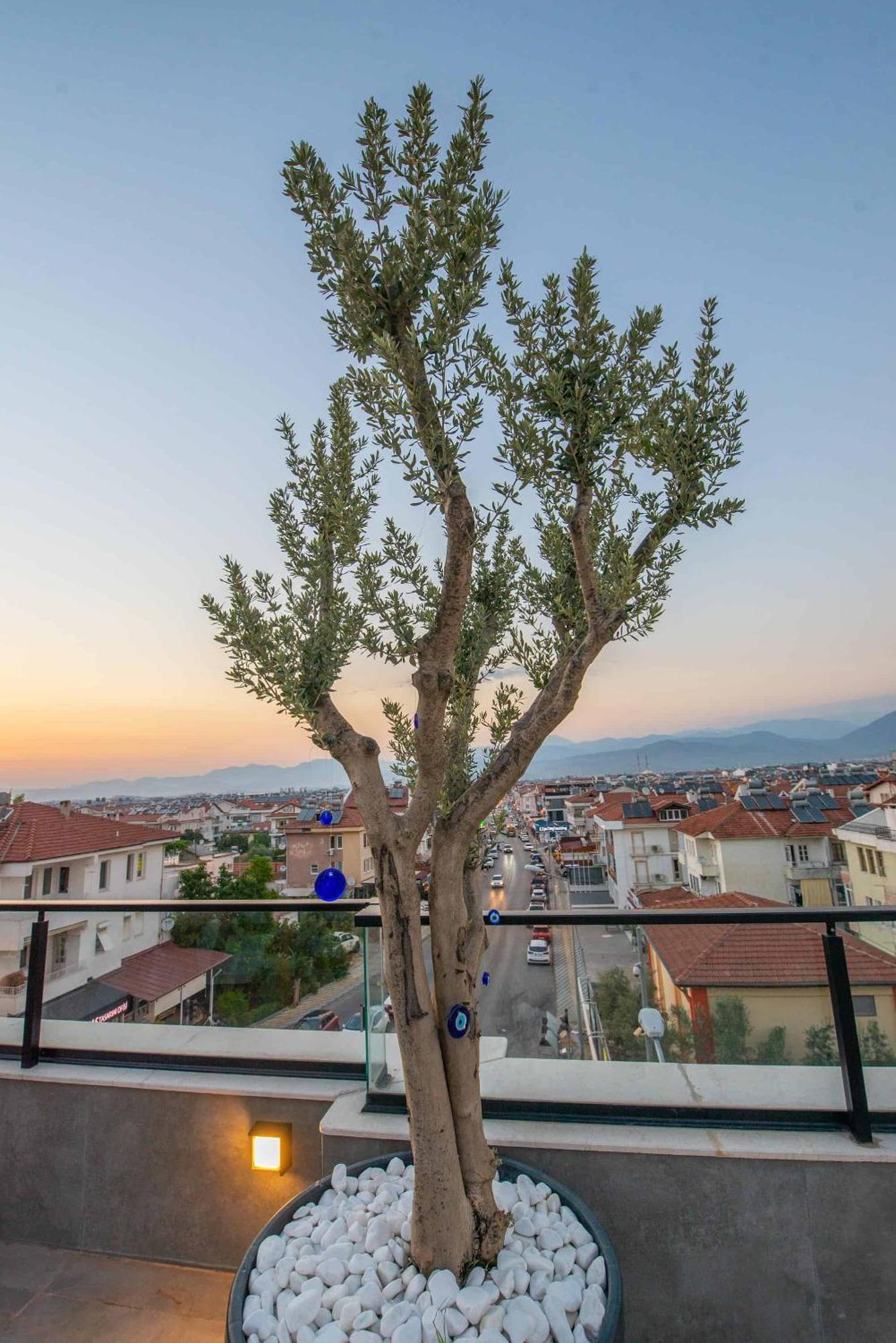Hotel Belci House 2*