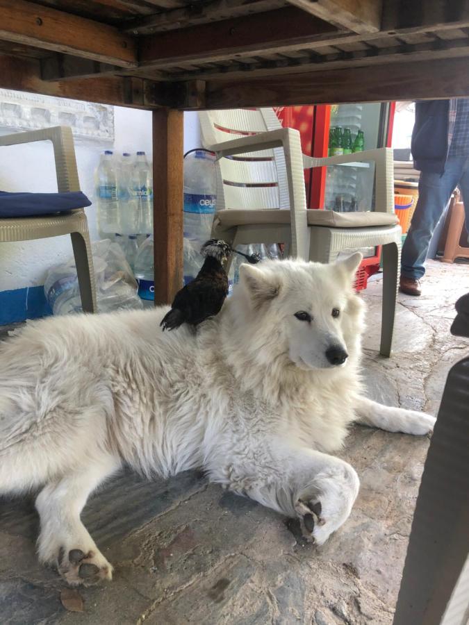 Zirkon Doga Butik