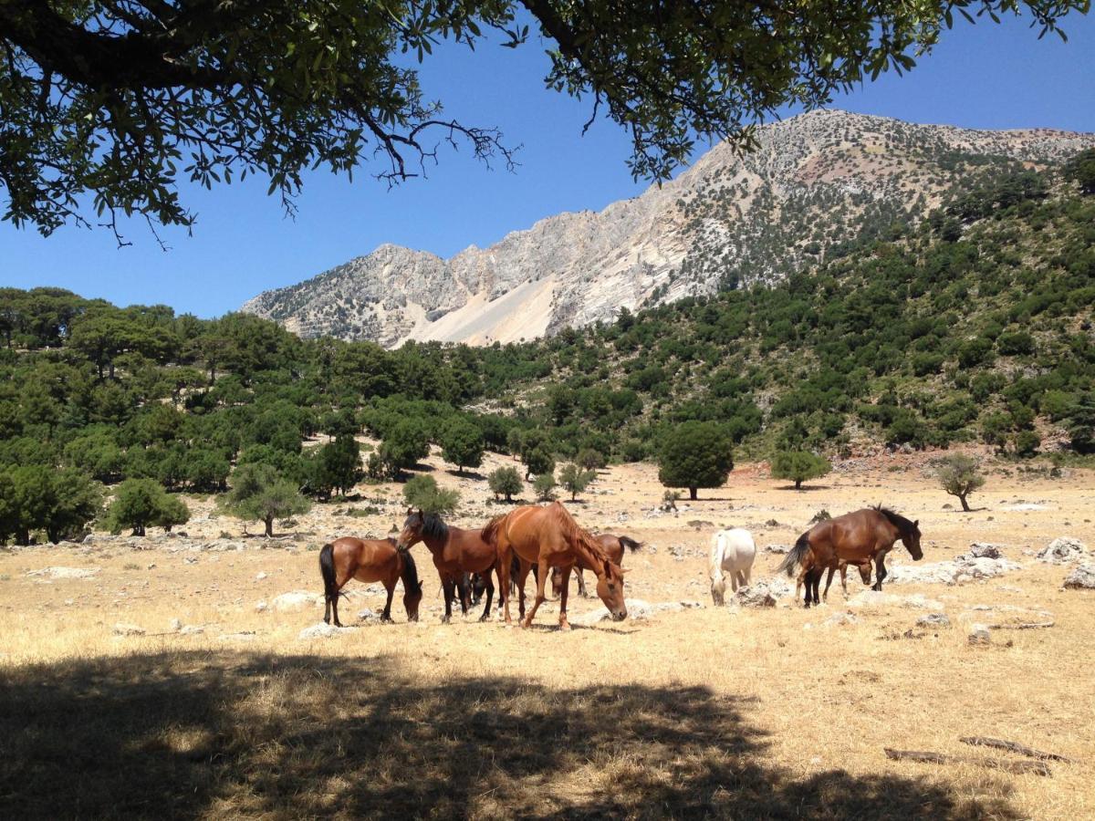 Campsite Babakamp Eco Ranch & Retreat Fethiye