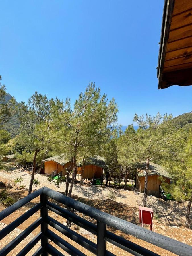 Tree Fethiye