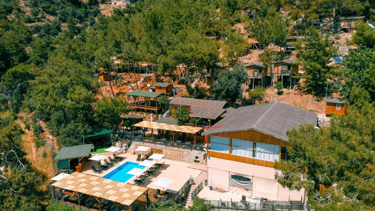 Tree Fethiye