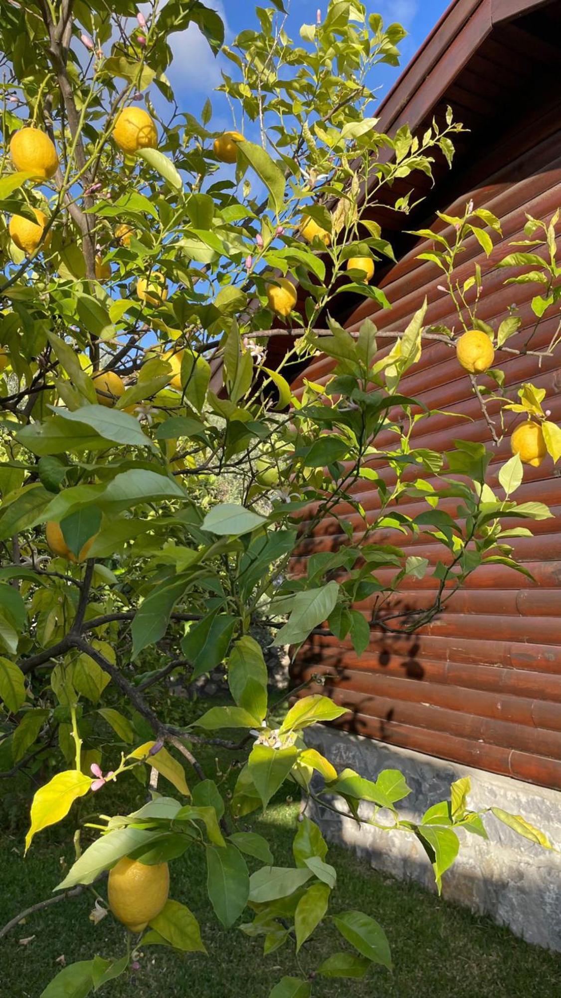Tatil Evi Defne Olive Gardens, Koca Calis, - Previously Defne