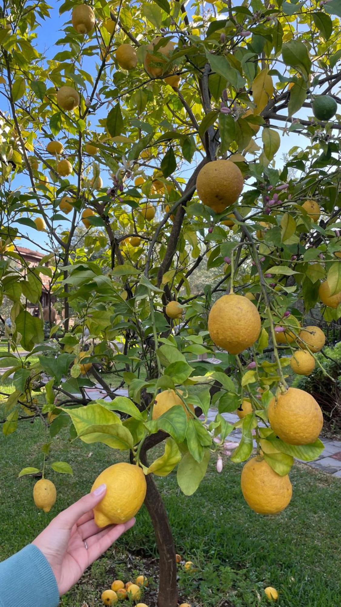 Defne Olive Gardens, Koca Calis, - Previously Defne Fethiye