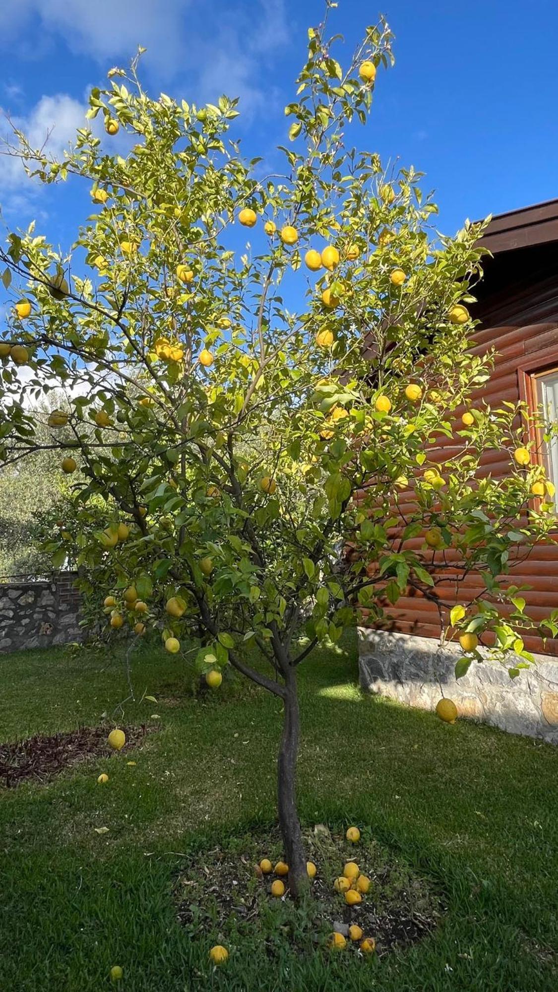 Defne Olive Gardens, Koca Calis, - Previously Defne