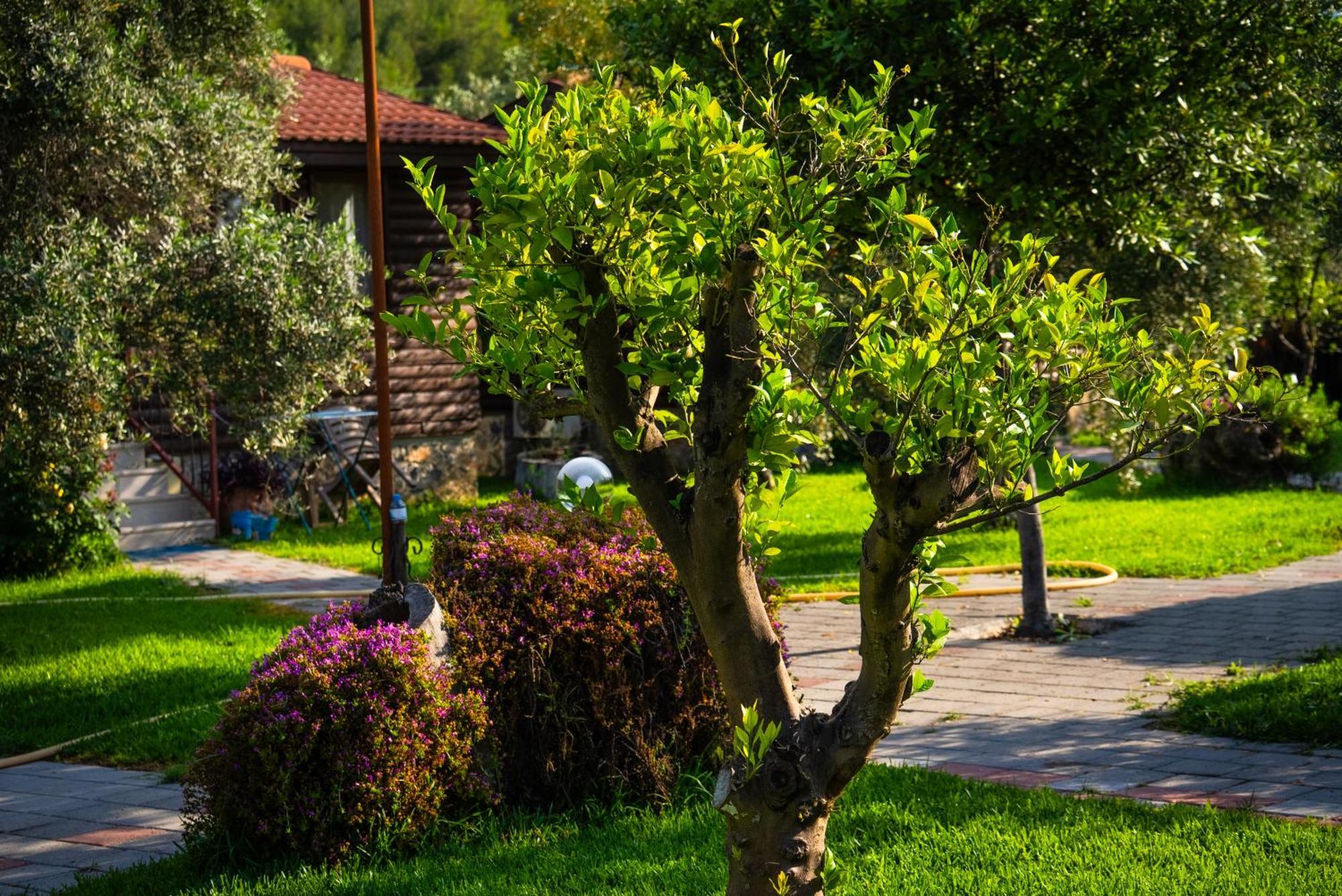 Defne Olive Gardens, Koca Calis, - Previously Defne Vakantiehuis