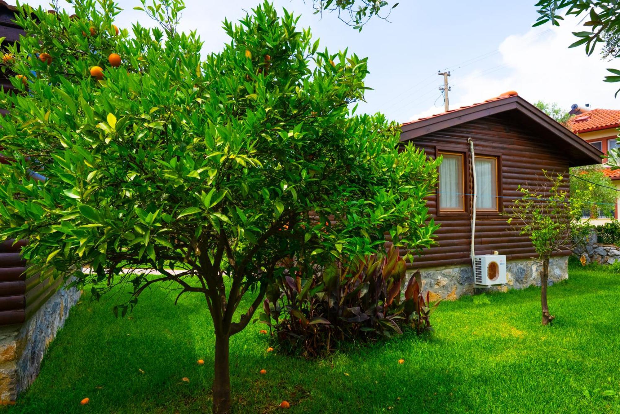 Vakantiehuis Defne Olive Gardens, Koca Calis, - Previously Defne