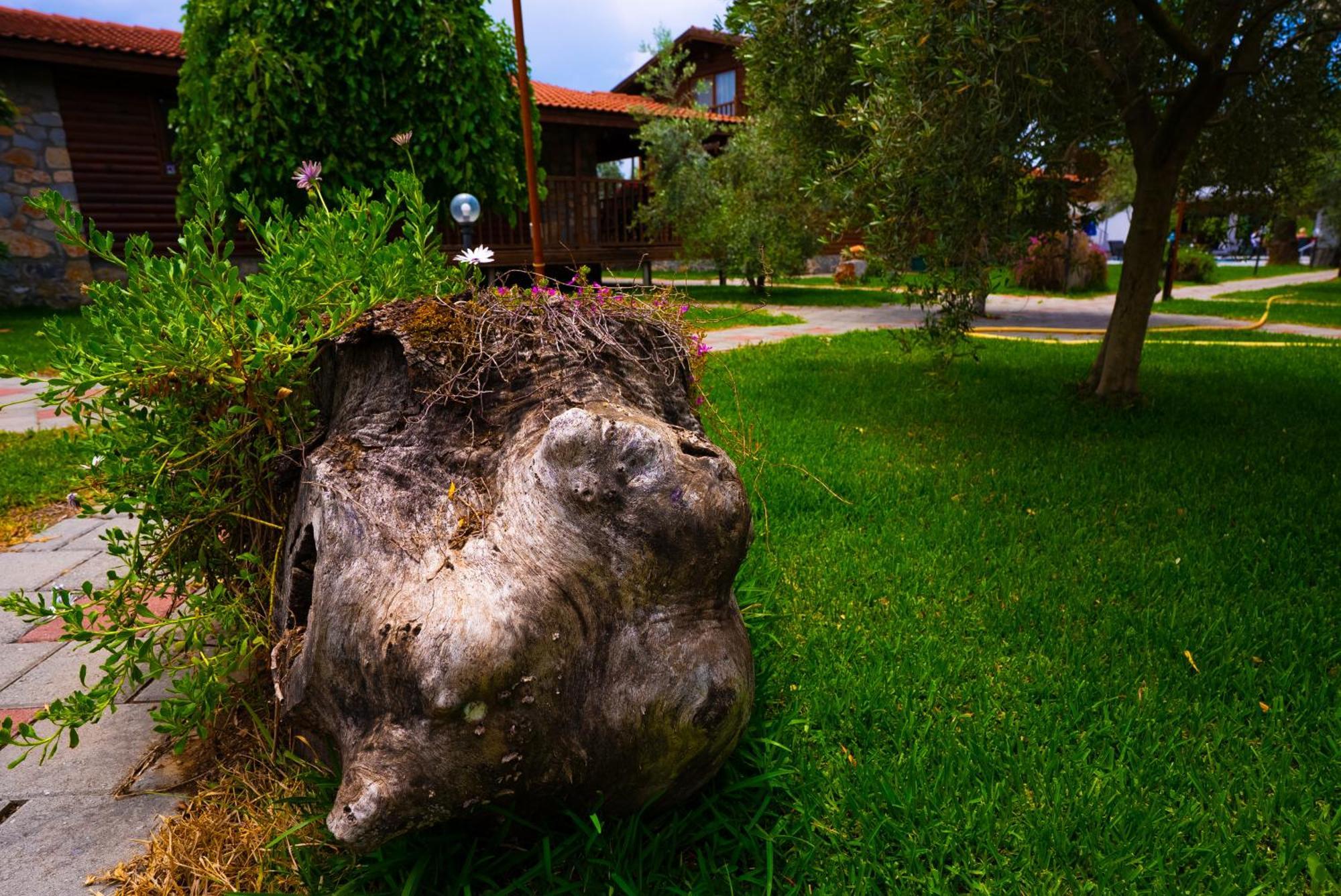 Vakantiehuis Defne Olive Gardens, Koca Calis, - Previously Defne *