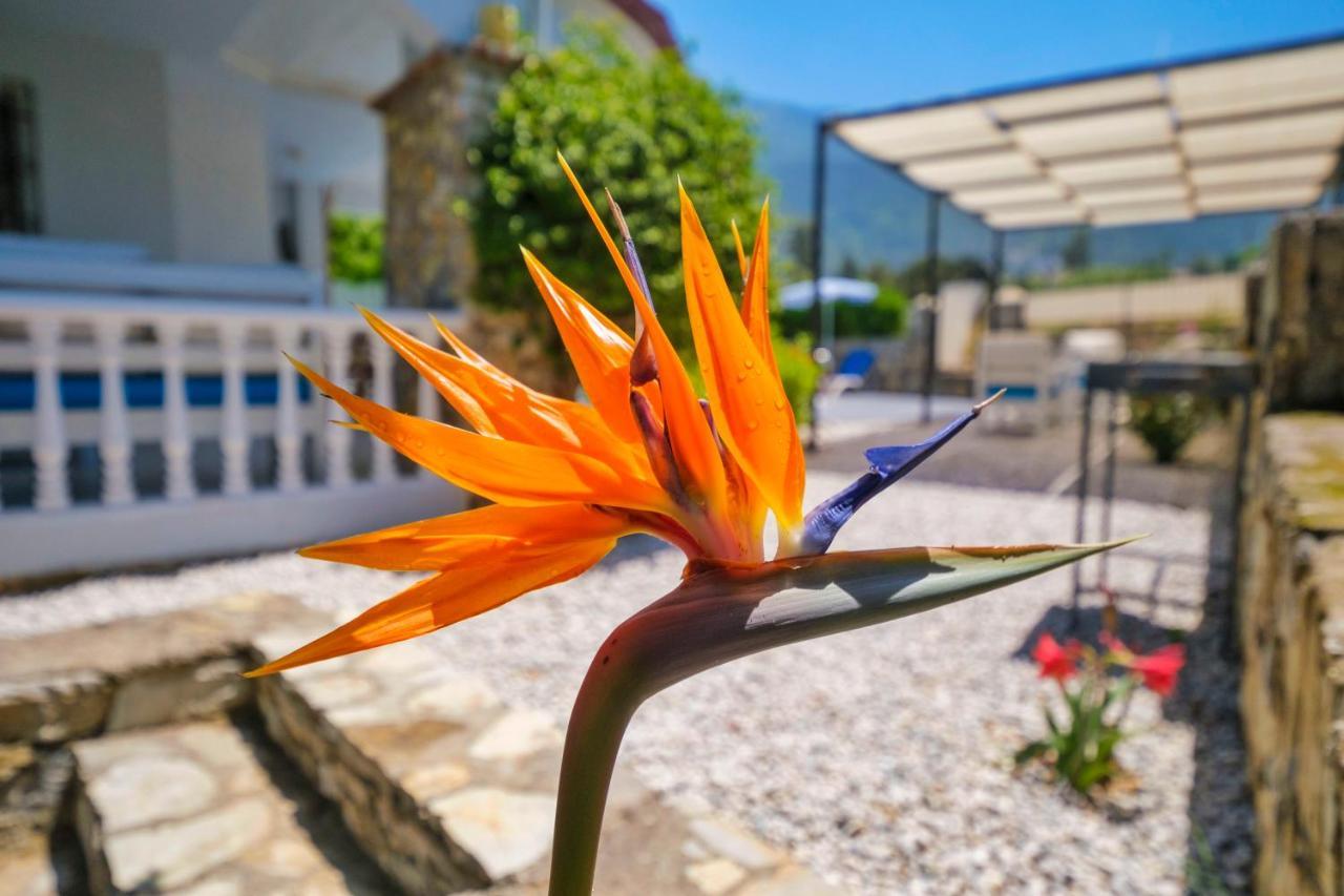 Villa Tatil Premium Baron *