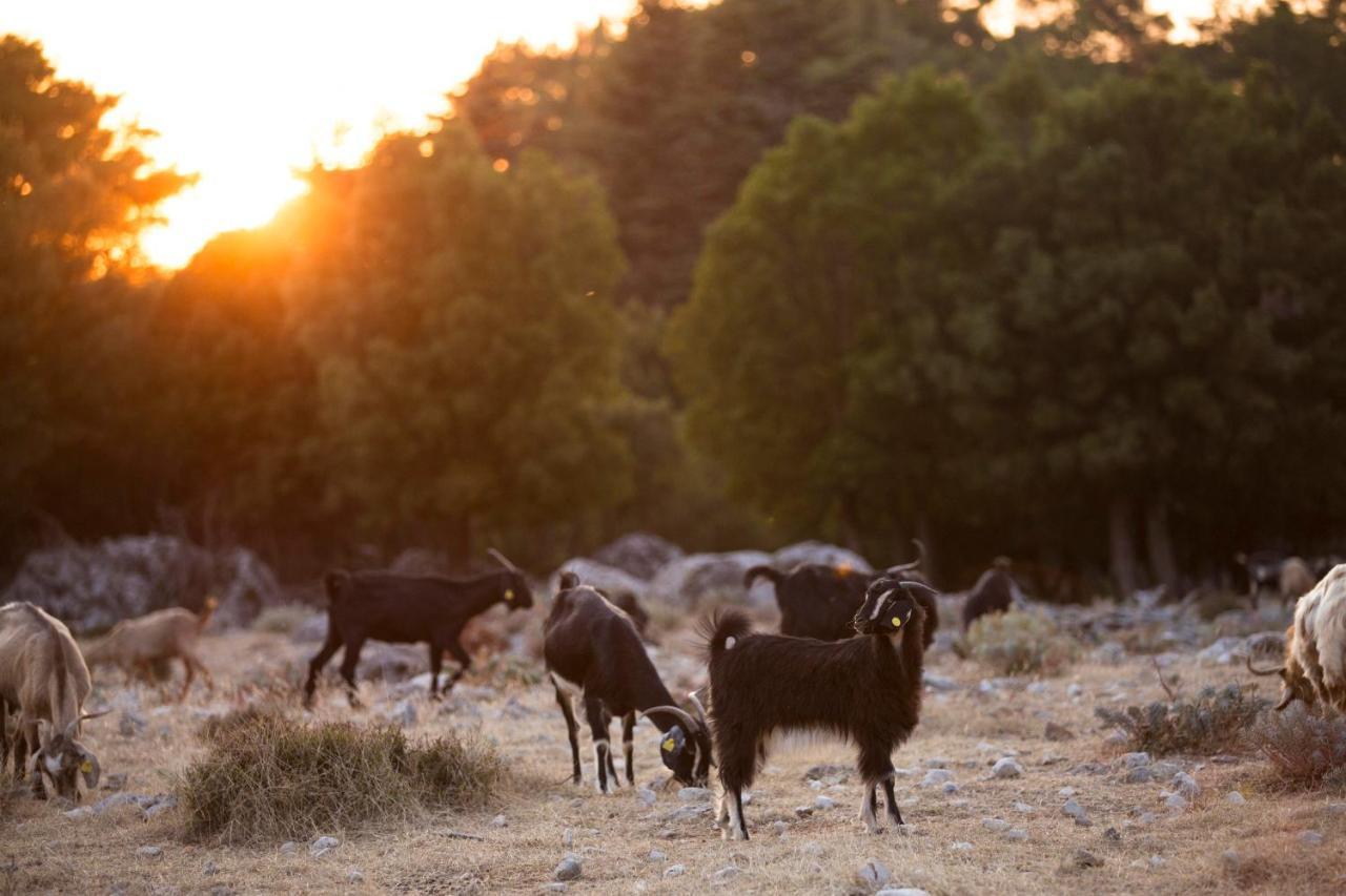 Babakamp Eco Ranch & Retreat Campsite Fethiye