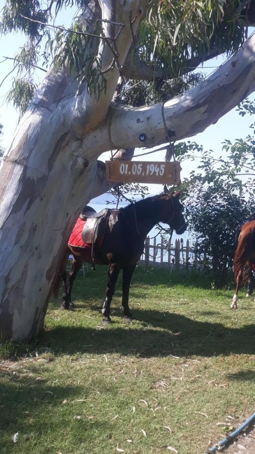 Oda ve Kahvaltı Okaliptus Butik Hotel Fethiye
