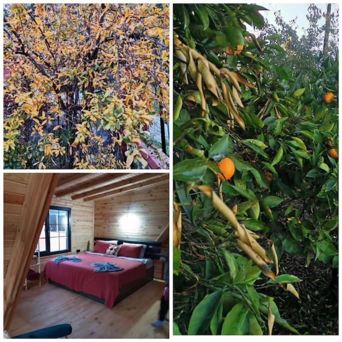 Aura Wooden House Ferienhaus