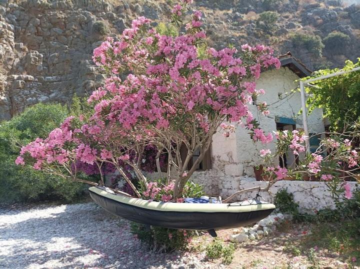Luxury tent Butterfly Valley Glamping *