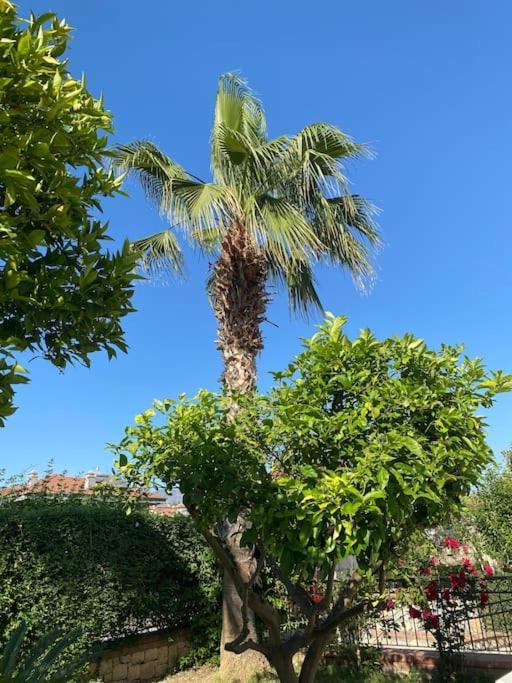 Palm *