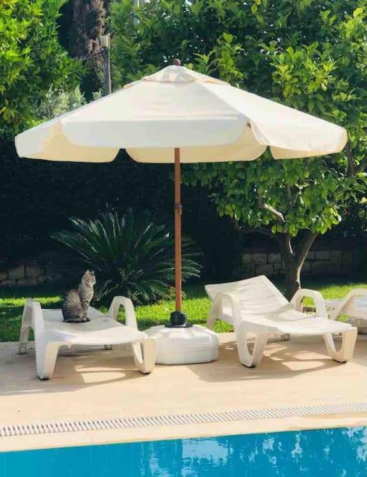 Palm Villa *