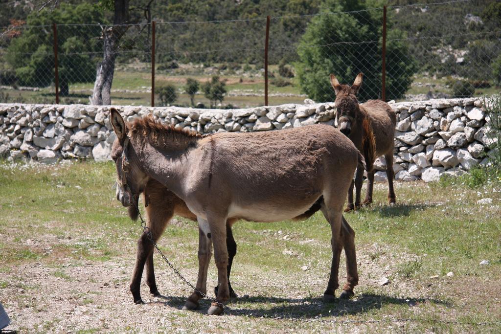 Blacktree Farm And Cottages