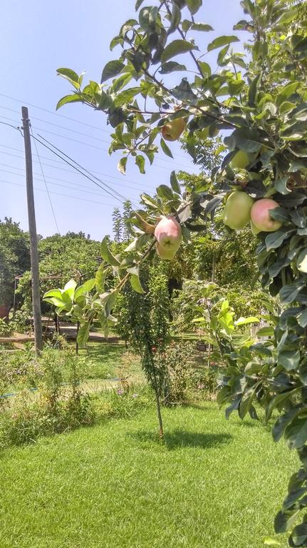 Yesil Bahce Bungalow - Ahsap Evler