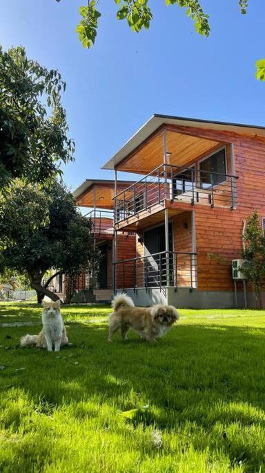 Avohomes Bungalov